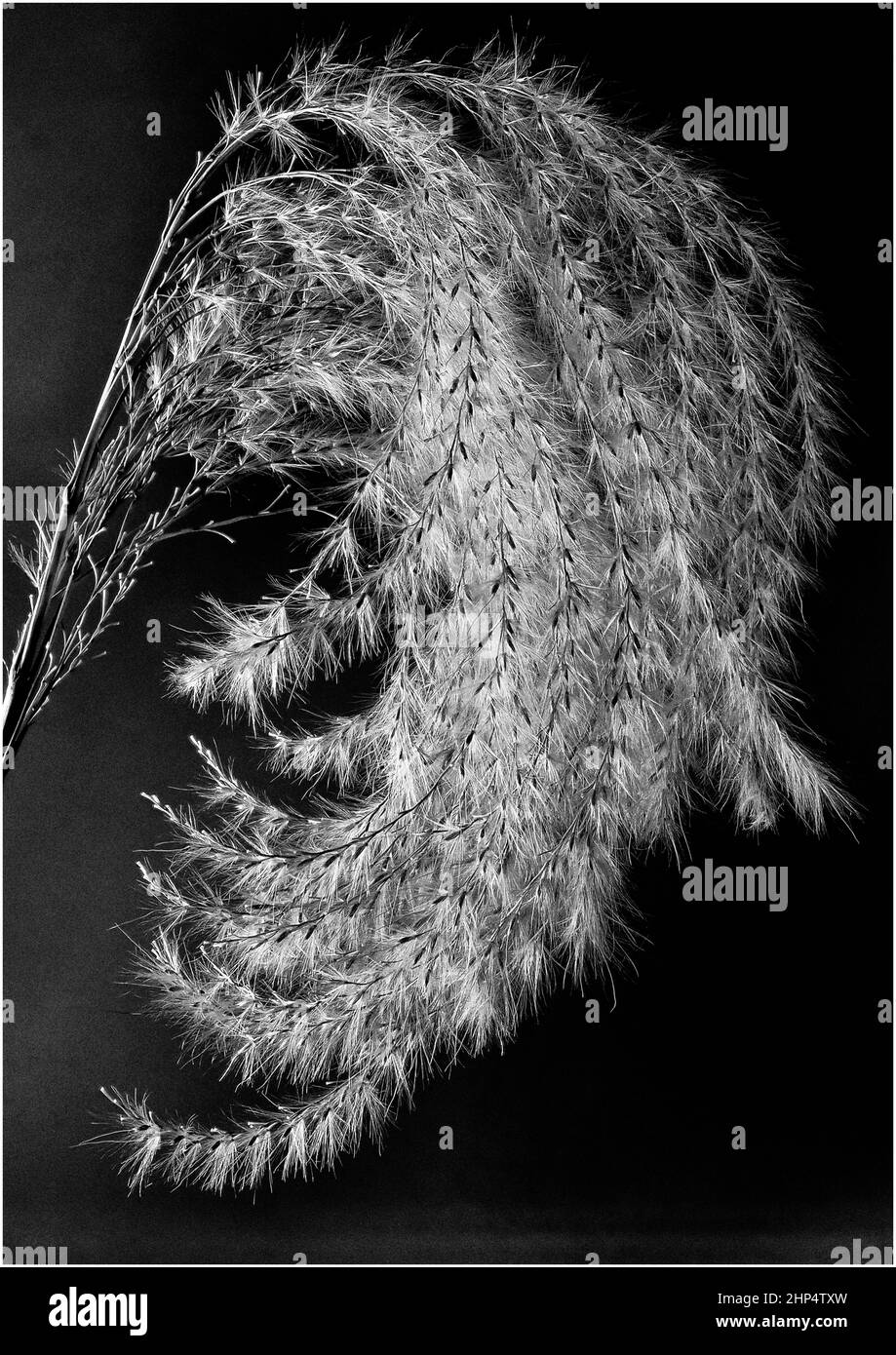 Miscanthus, gebräuchlicher Name: Eulalia oder Elefantengrassamen Kopf, fotografiert in Nahaufnahme, um Details zu zeigen. Stockfoto