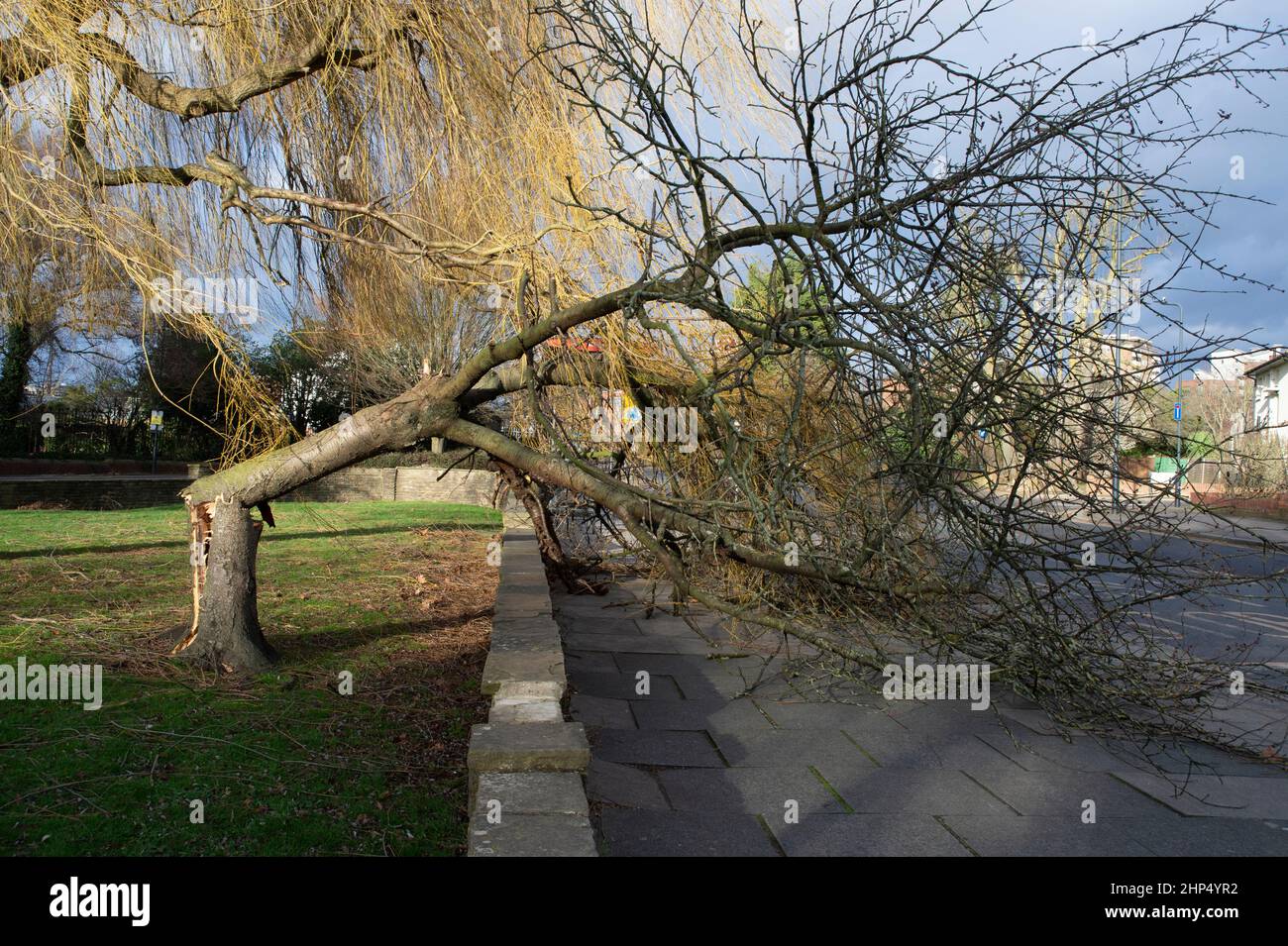 Gefallener Baum nach dem Sturm Eunice, Roundwood Park, London, Großbritannien Stockfoto