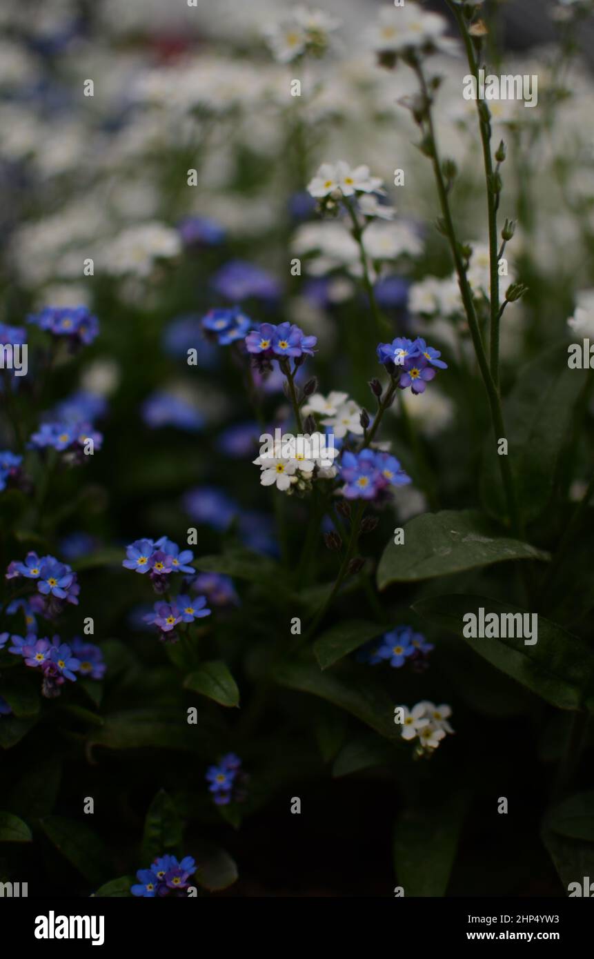 Wunderschöne Indigo und weiße Blüten Stockfoto