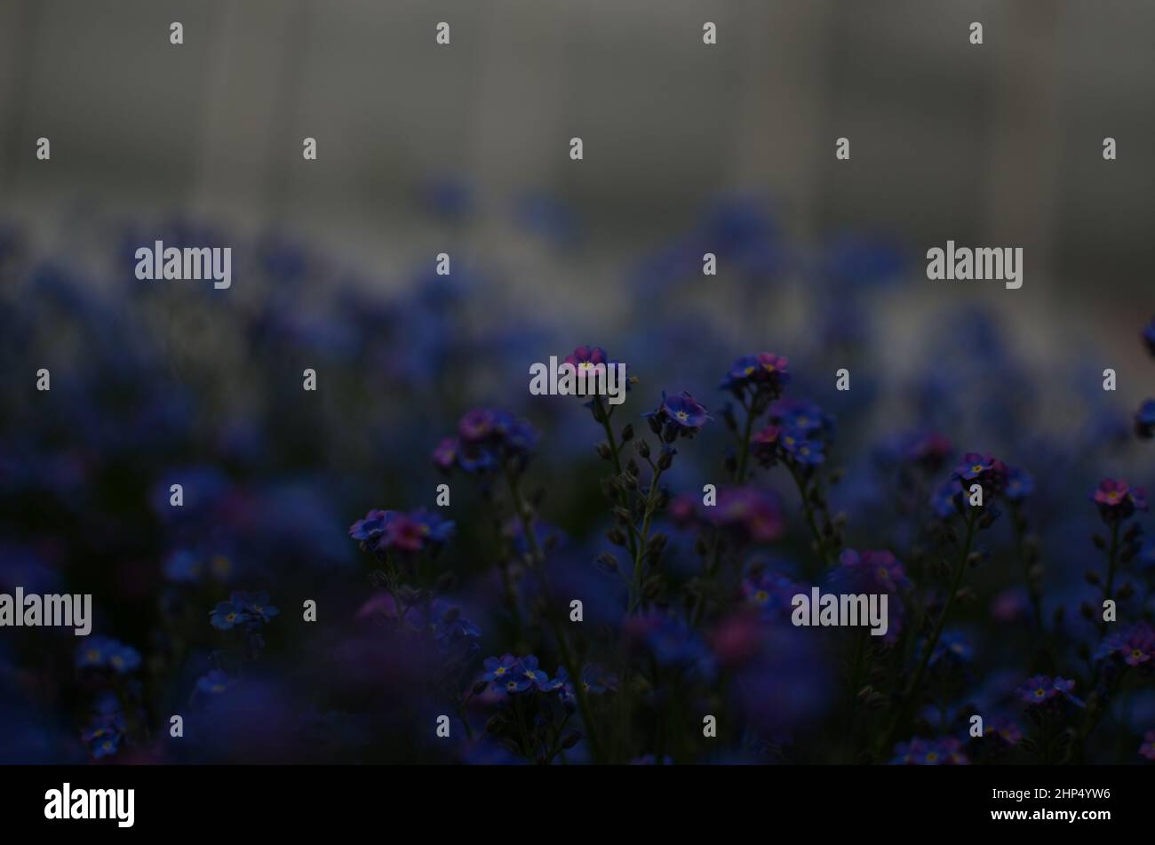Hübsche Indigoblüten Stockfoto