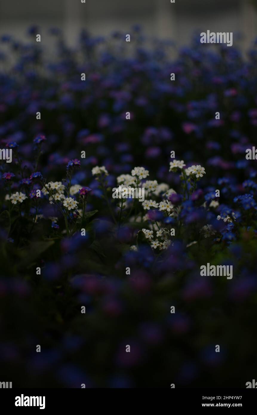 Weiße und Indigoblüten Stockfoto