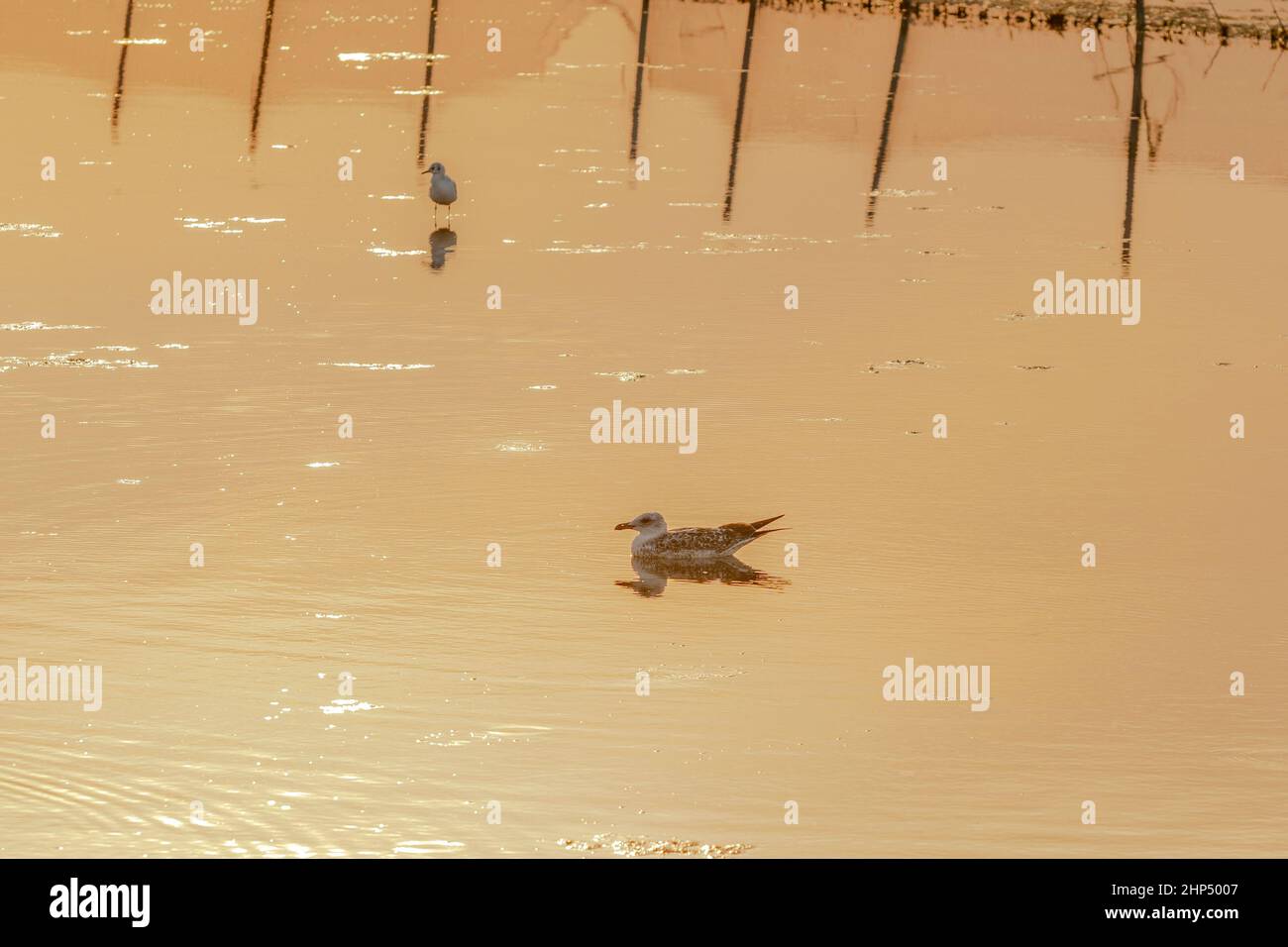 Möwe schwimmend in der Mitte des Sees während des Sonnenuntergangs Stockfoto