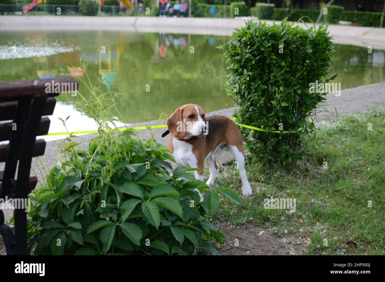Schöner Beagle, angeleint in einem Park. Stockfoto