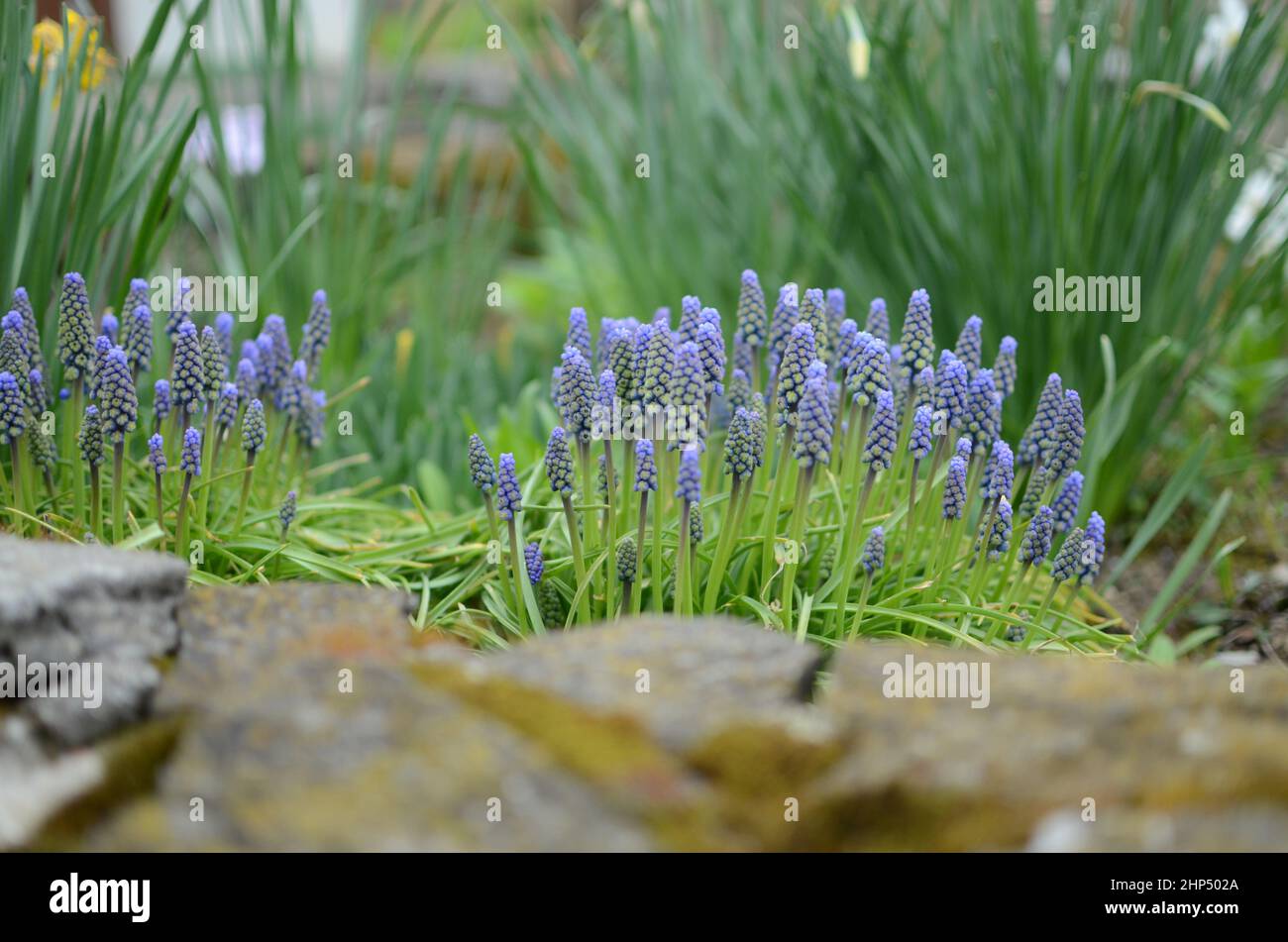 Wunderschöne Indigoblüten Stockfoto