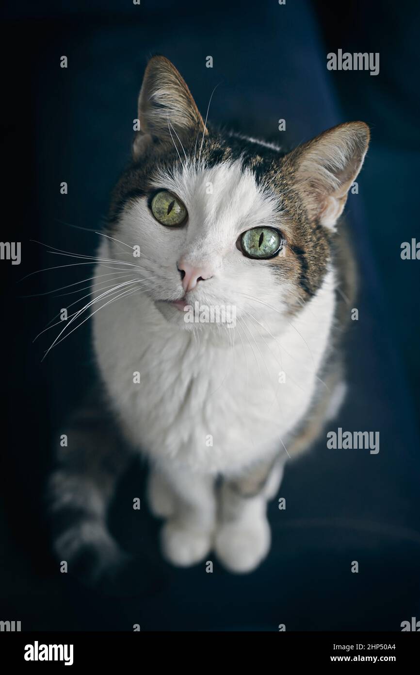 Niedliche tabby Katze Blick bis zur Kamera. High-Angle-Ansicht mit selektivem Fokus. Stockfoto