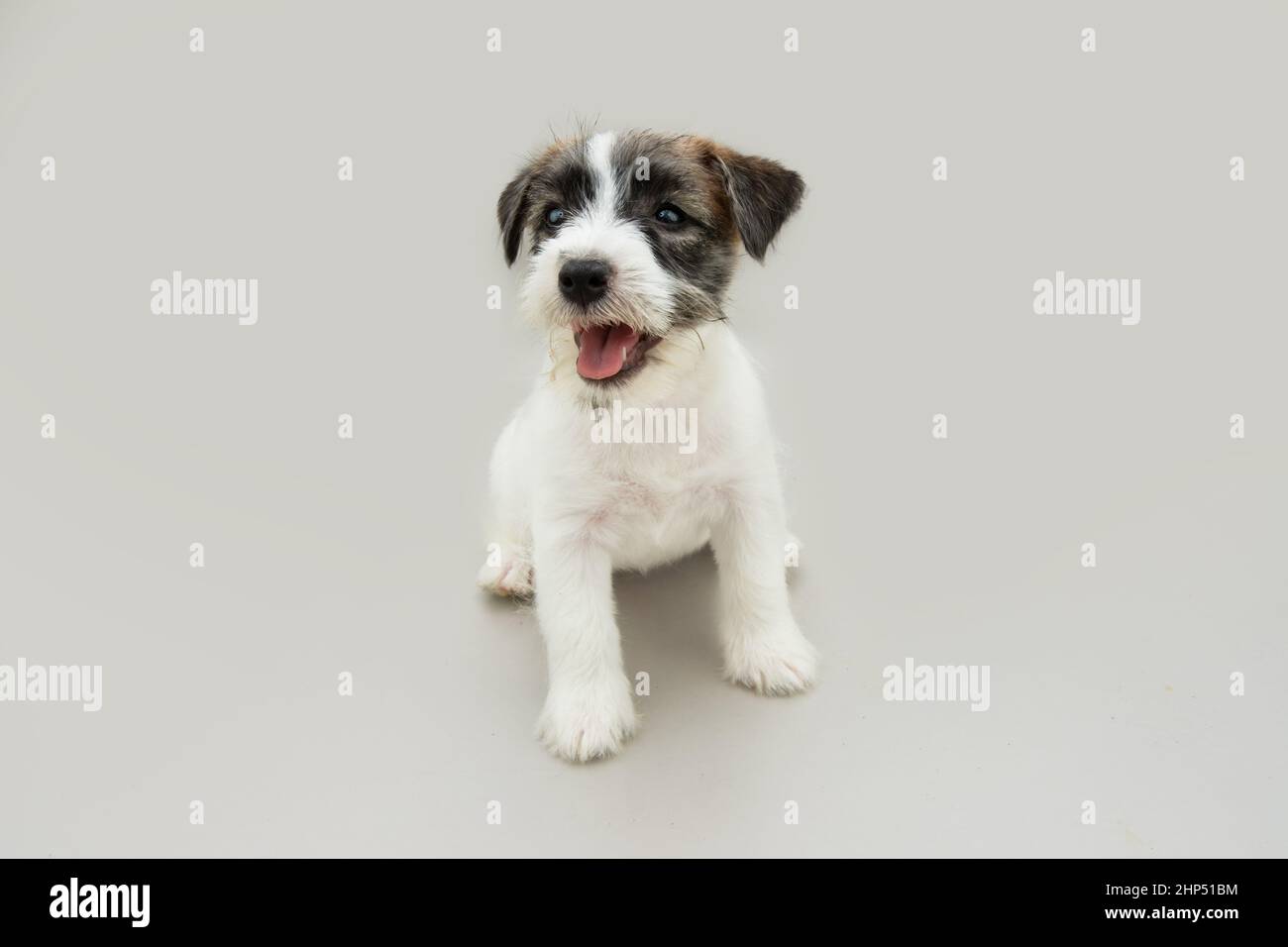 Portrait Jack russell Welpe Hund Blick aways und sitzen zeigt seinen Zahn. Isoliert auf grauem Hintergrund Stockfoto