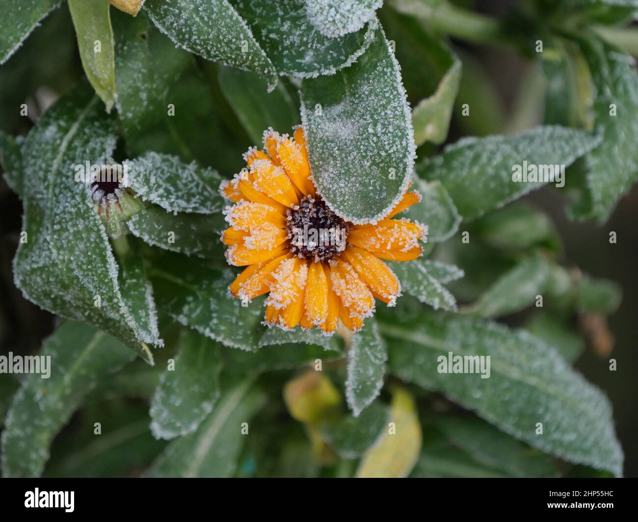 Ringelblume Mit Frost Stockfoto