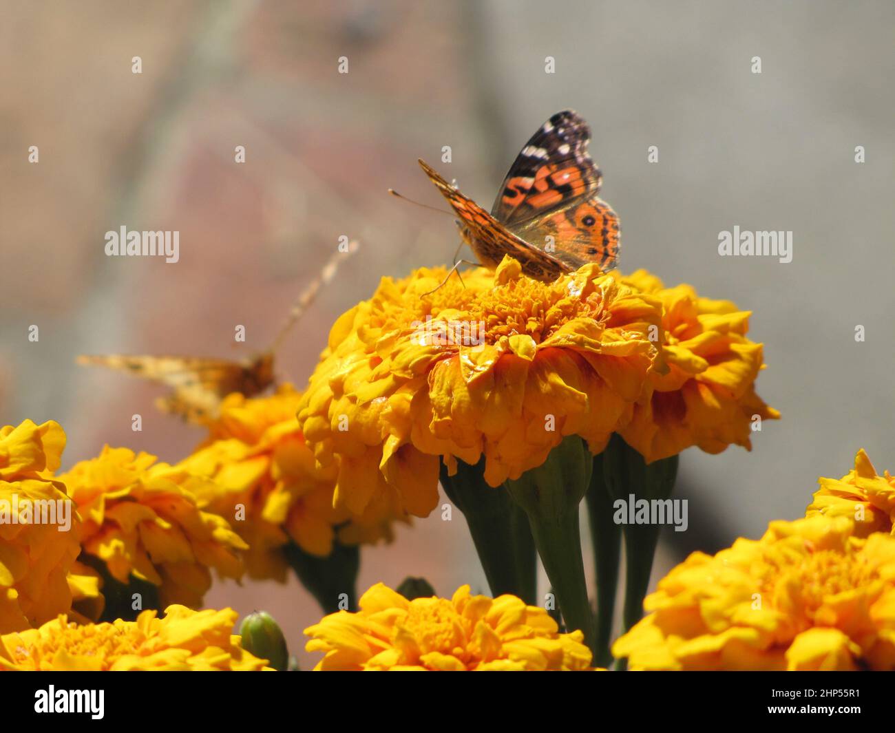 Schöner Schmetterling von oranger Farbe mit schwarzen Zeichnungen steht auf orangen Blüten und grünen Blättern Stockfoto