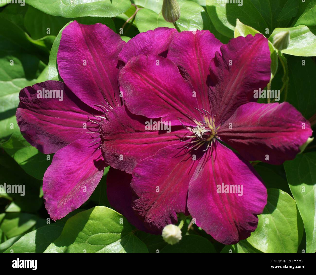 Schöne Sommerblumen in einem vertikalen Garten im Garten. Blütenkarmesin Clematis aus der Nähe. Blume Clematis Sorten Westerplatte Stockfoto