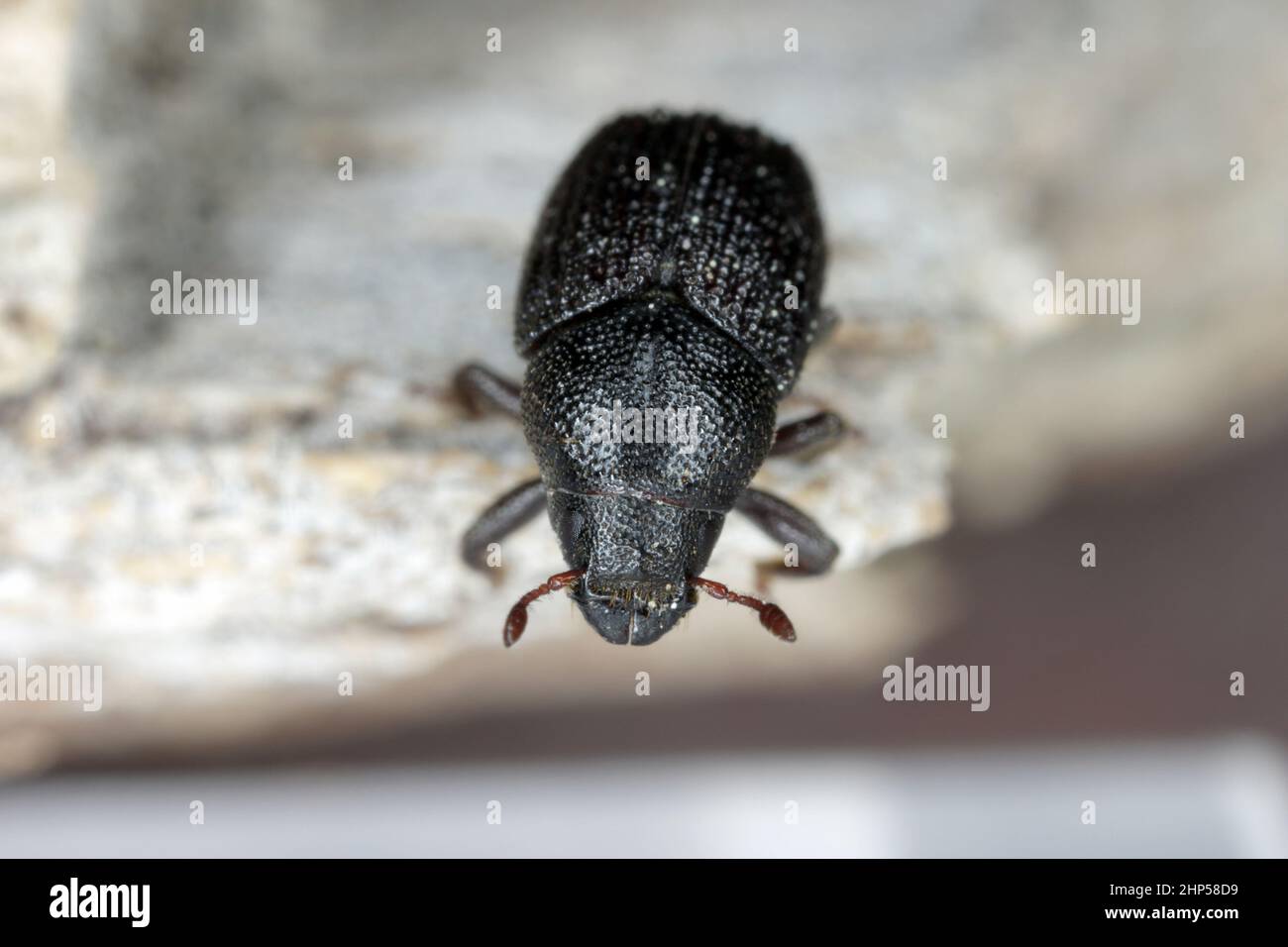 Großer Eschenrindenkäfer (Hylesinus crenatus), auf Holz. Stockfoto