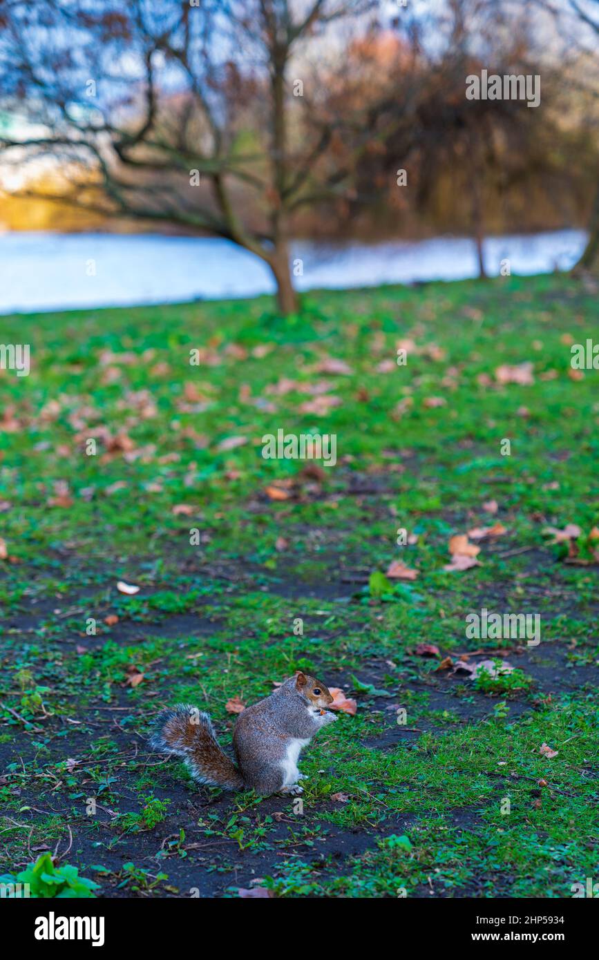 Eichhörnchen im St. Jame's Park, London, Europa. Stockfoto