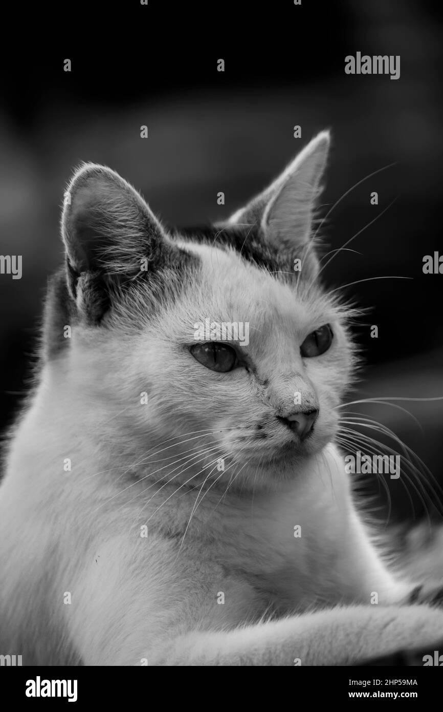 Eine niedliche weibliche Katze (Kätzchen) Gesicht aus der Nähe Stockfoto