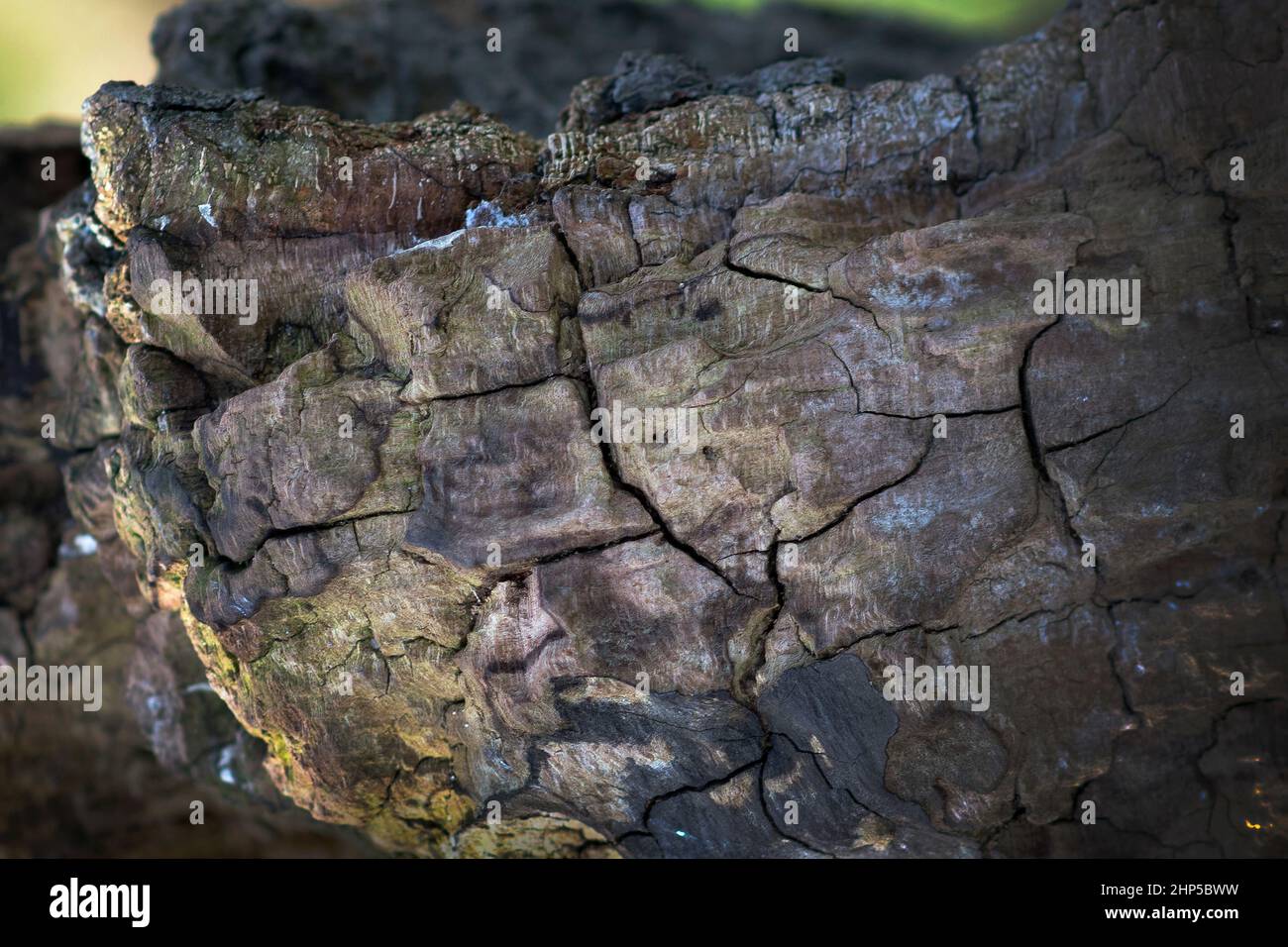 Rissige getrocknete verfaulendes Holz mit all den interessanten Farben Stockfoto