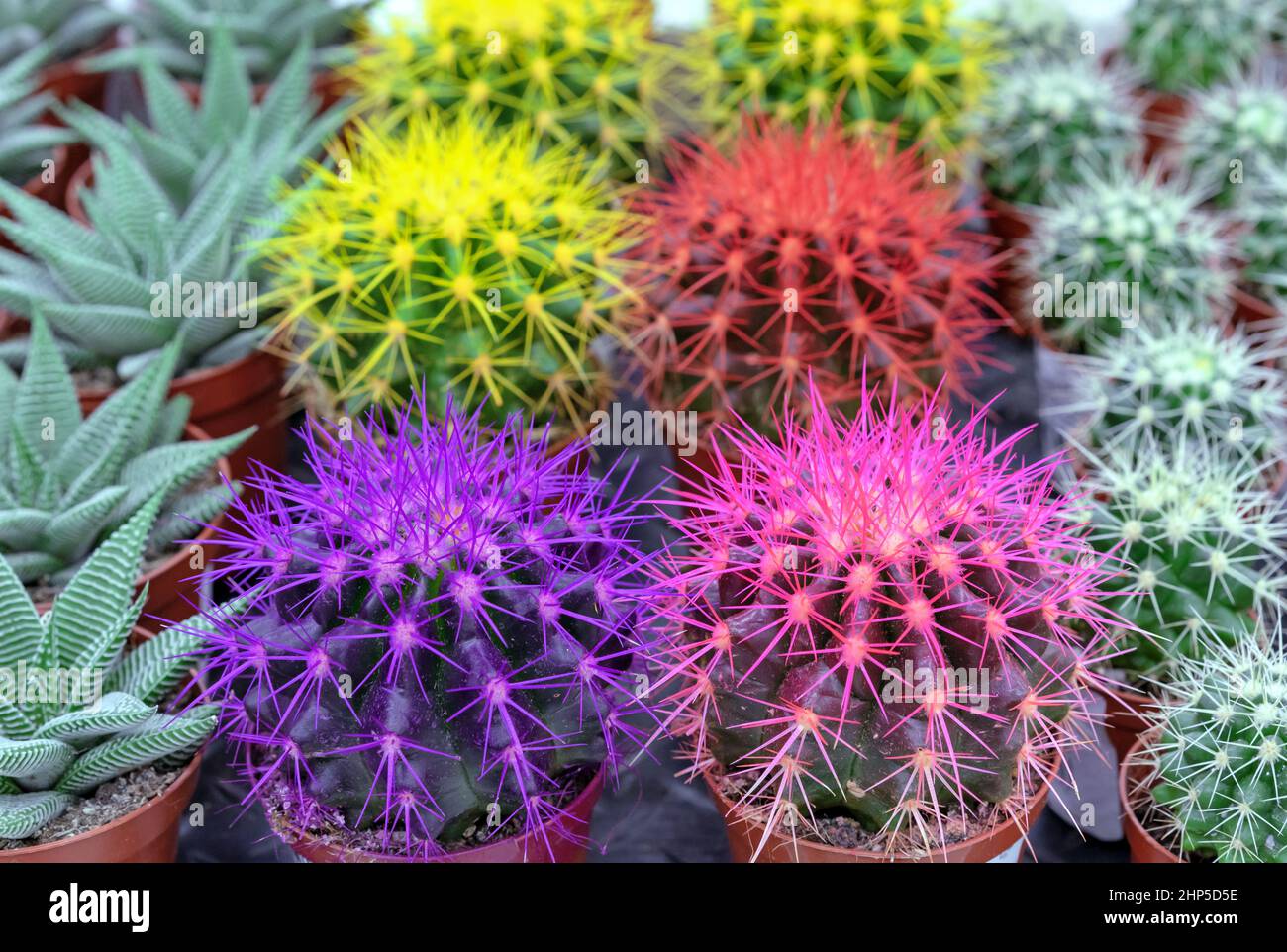 Dekorative farbige Kakteen im Regal eines Blumenladens. Stockfoto