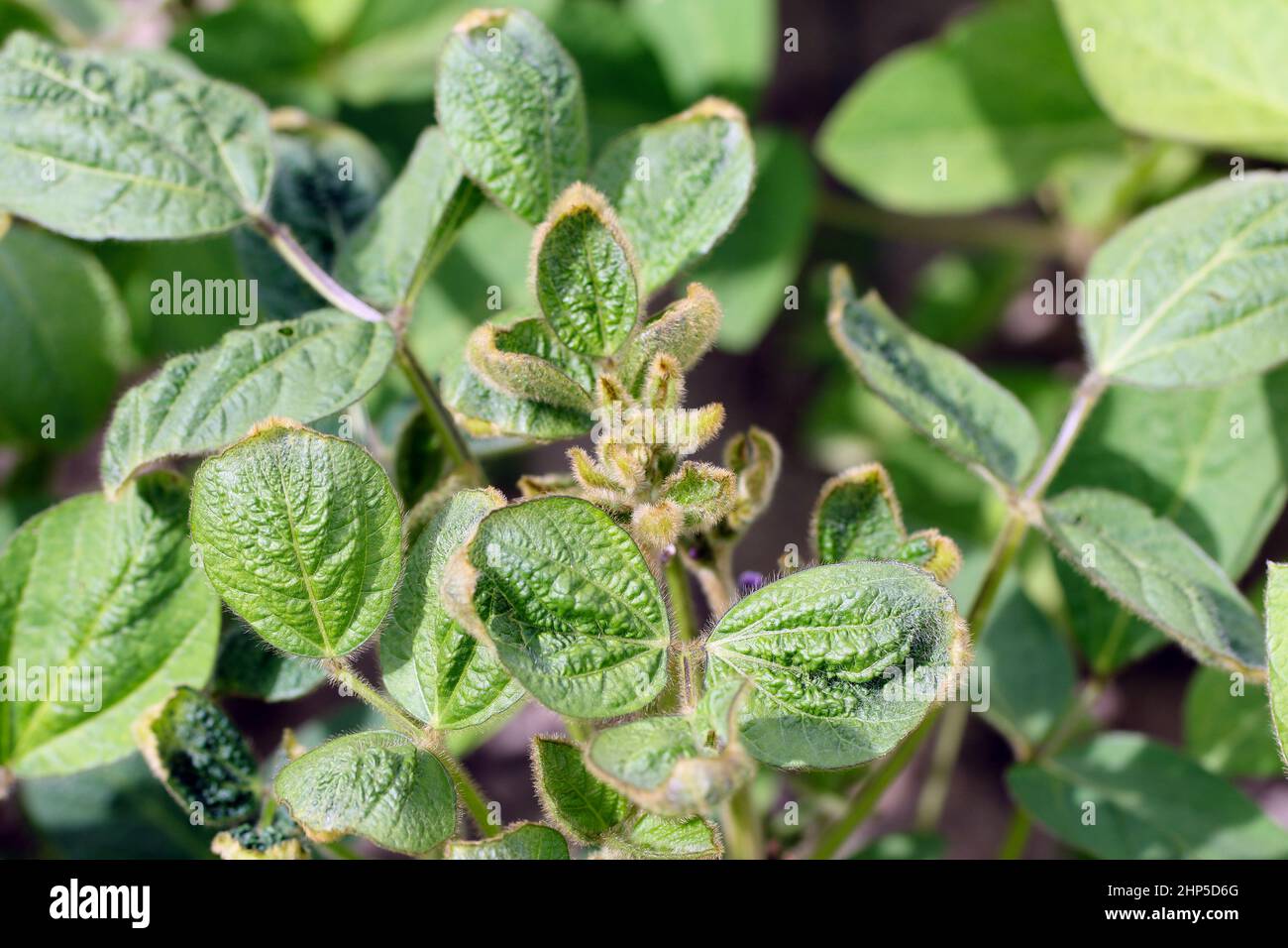 Entkeimte Sojabohnenblätter. Herbizid Dicamba Schaden - Phytotoxizität. Stockfoto