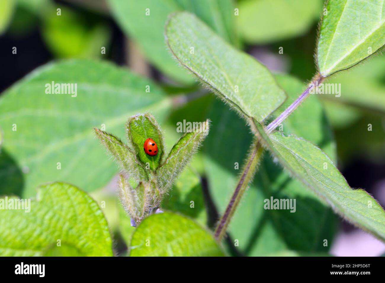Marienkäfer, der Blattläuse auf der Sojabohnenpflanze frisst. Stockfoto