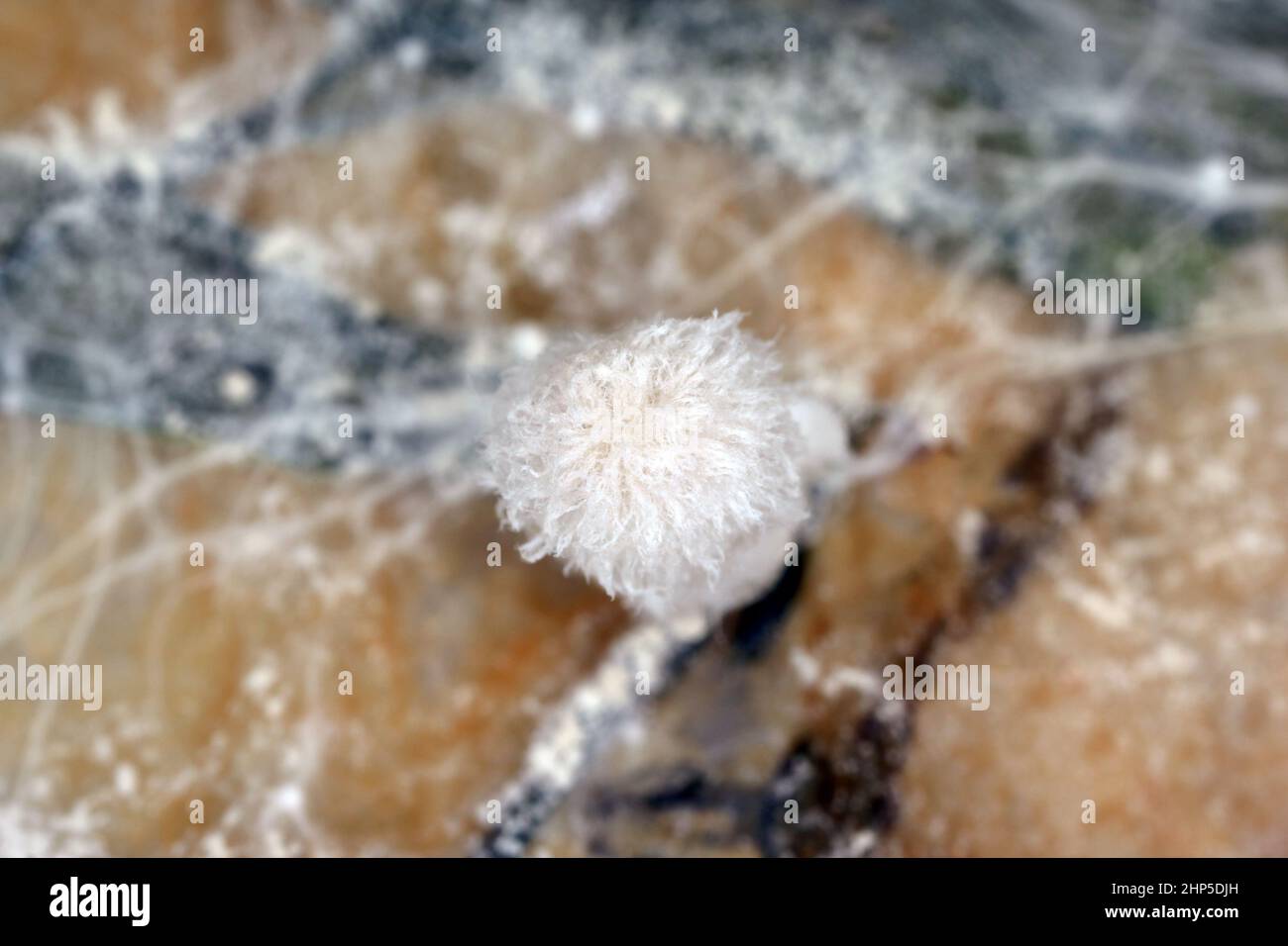 Mycel und junge Fruchtkörper von Pilzen der Gattung Coprinus - zottelige Tintenkappe. Stockfoto