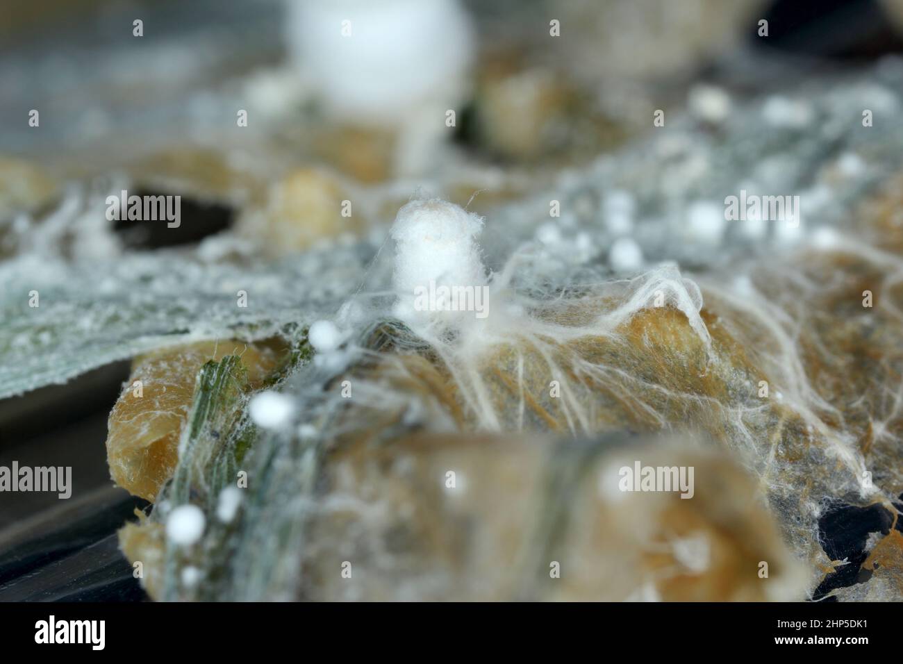 Mycel und junge Fruchtkörper von Pilzen der Gattung Coprinus - zottelige Tintenkappe. Stockfoto