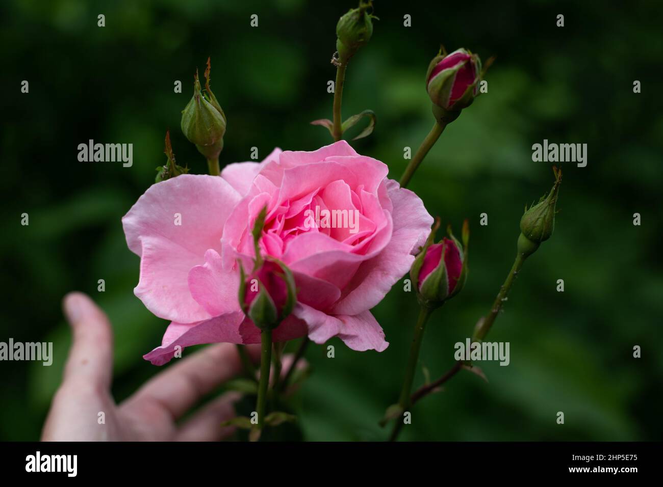 Knospe eines rosa Gartens stieg in voller Blüte. Pflege von Pflanzen und Blumen. Stockfoto