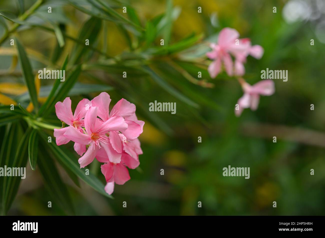 Foto zeigt exotische Blume, die auf der Karibikinsel in der Dominikanischen Republik wächst. Die Blüte der tropischen Blume ist rosa. Die Pflanze wächst in feuchten Wäldern Stockfoto