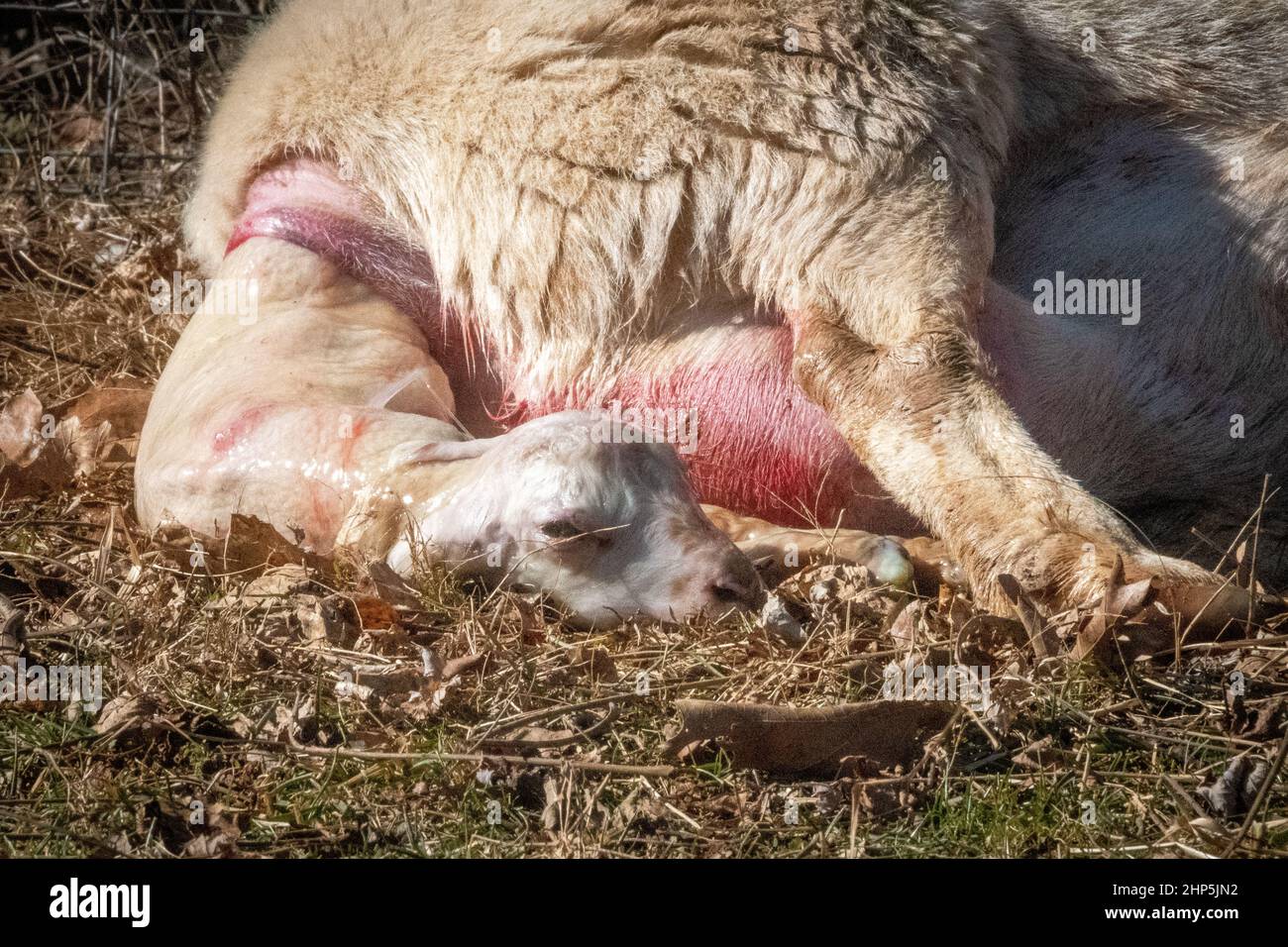 Mutter Schafe (Mutterschafe) gebären Lamm Stockfoto