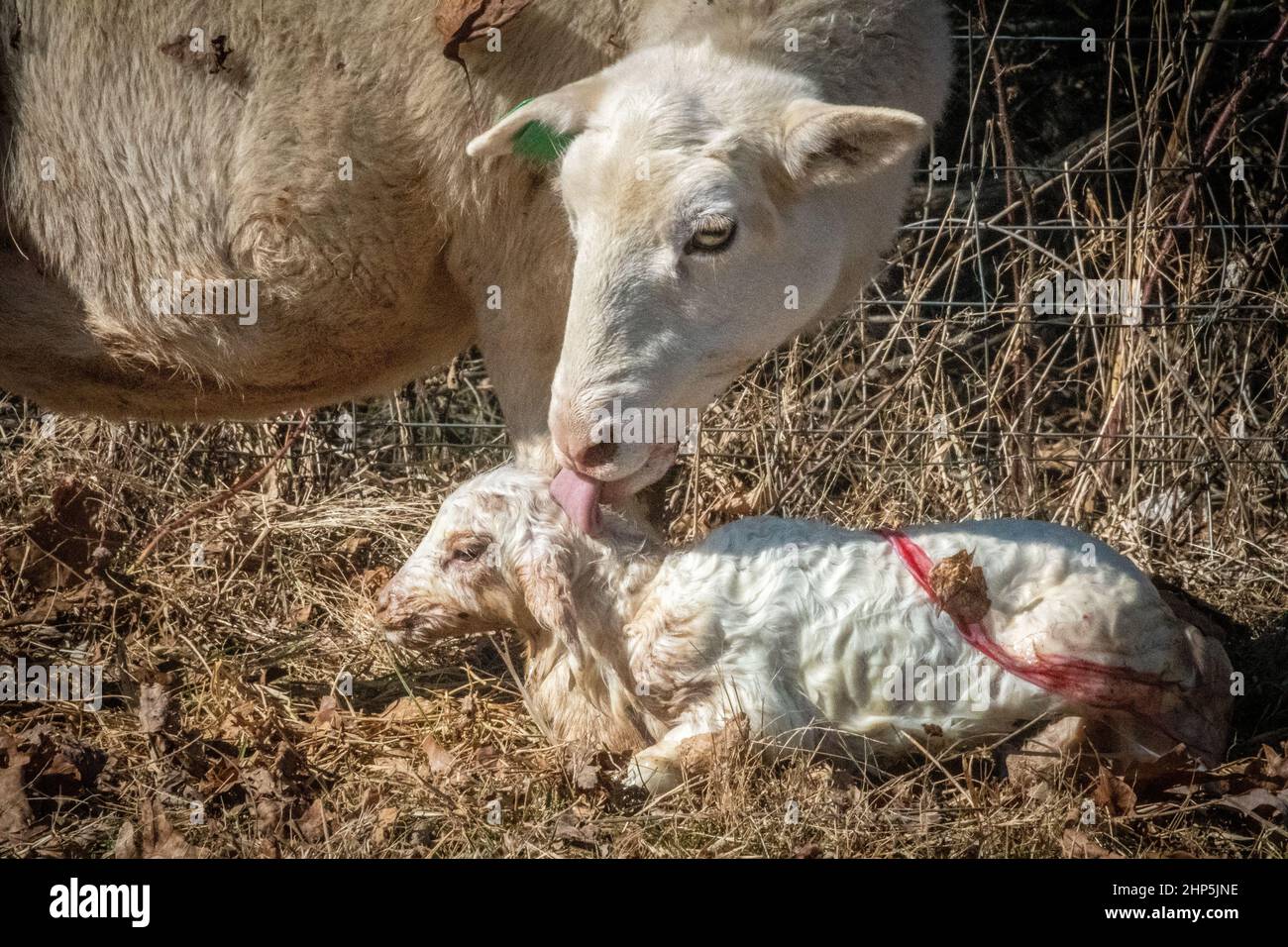 Mutter Schafe (Mutterschafe) gebären Lamm Stockfoto