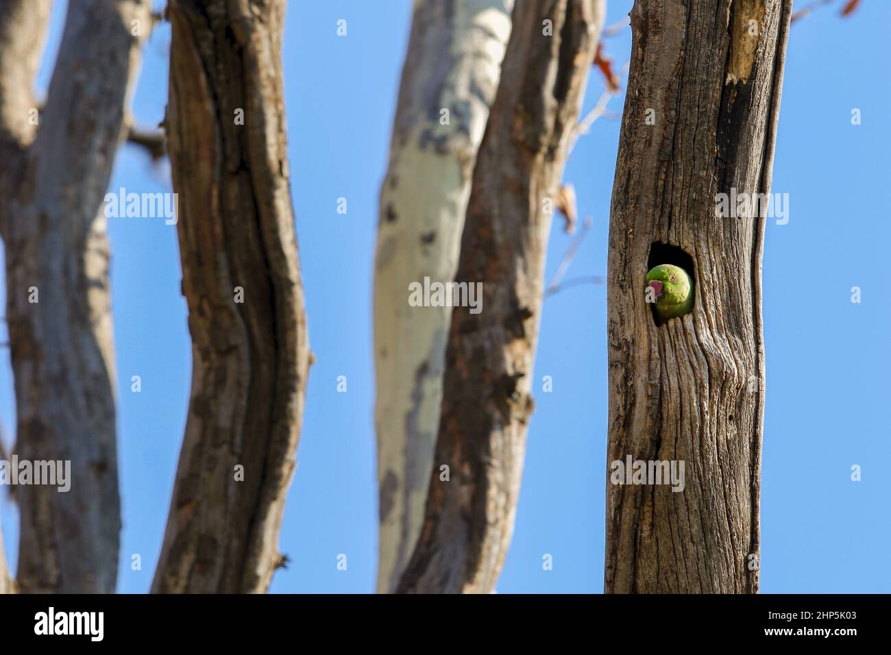 Rosenberingsittich, Südafrika Stockfoto