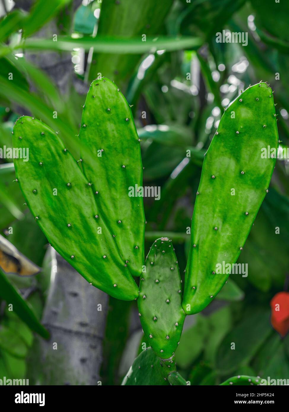 Das Foto zeigt Teile eines Kaktus. Die exotische Sukulente enthält mehrere Nadeln. Ein dunkelgrüner Kaktus aus der Dominikanischen Republik. Stockfoto