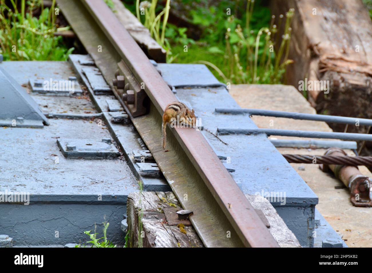 Süßer östlicher Streifenhörnchen (Tamias striatus), der sich auf einer Eisenbahnstrecke aus Metall befindet Stockfoto