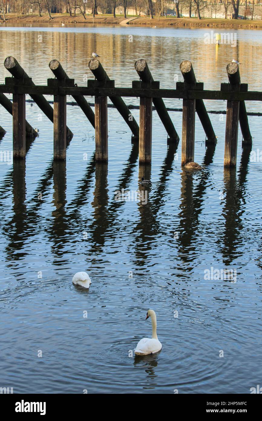 Schwäne neben den Holzpfosten des hölzernen Wellenbrechers am Smetana-Ufer der Moldau, Prag, Tschechische republik Stockfoto