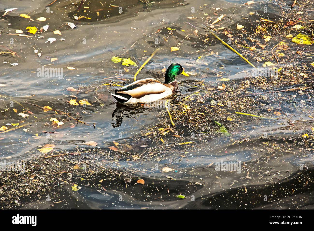 Ente schwimmt im schmutzigen Abwasser des Sees. Tierisches ökologisches Problem. Stockfoto