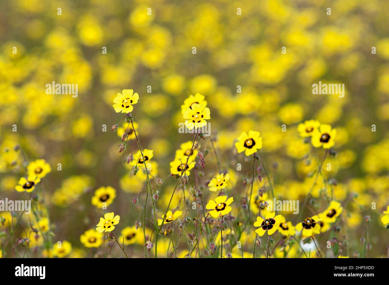 Feld der gefleckten Felsenrosen blüht im Frühjahr, in Portugal Stockfoto