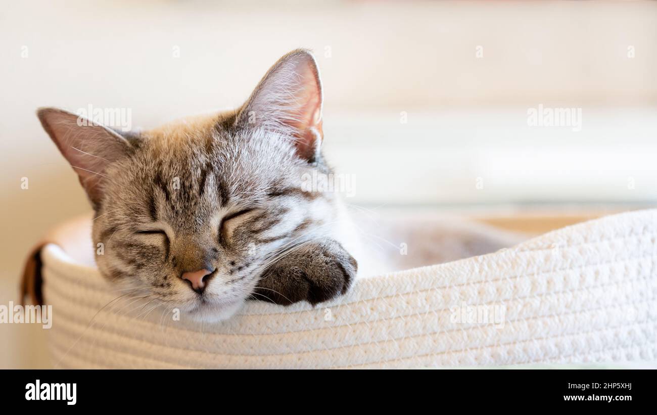 Nahaufnahme von siamesen mit Tabby-Punkt, die in einem Korb auf der Pfote schlafen. Schöne weiße und graue Kitty schläft friedlich. Bannerzuschnitt mit Hintergrund bo Stockfoto