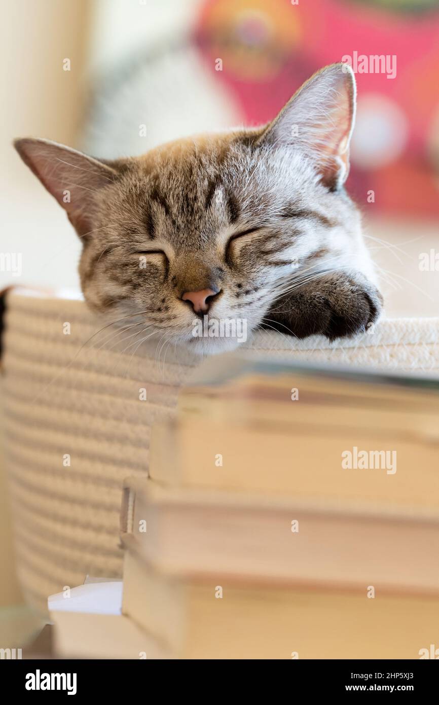 Lynx Point siamese schläft in einem Korb neben einem Stapel Bücher zu Hause. Hochformat von schlafender Tabby Point Katze mit verschwommenem Hintergrund. Stockfoto