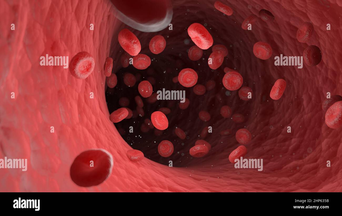 Rote Blutkörperchen in einer menschlichen Arterie, Illustration