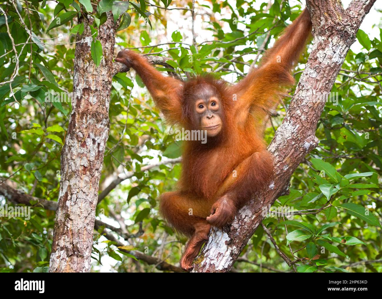 Junger Orang-Utan im Baum Stockfoto