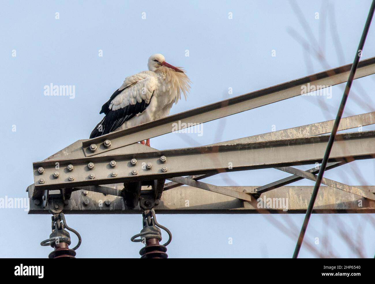 Mainz, Deutschland. 12th. Februar 2022. Ein Weißstorch steht auf dem Querbalken eines Strommostes im Laubenheimer Ried bei Mainz. Die Störche sind aus dem Süden zurückgekehrt und bereiten sich darauf vor, ihr Nest auf den etwa 50 Meter hohen Pylonen zu bauen. (To dpa: 'Master Adebar and 100 000 Volt - Storks Breed on Power Pylons') Quelle: Peter Zschunke/dpa-Zentralbild/dpa/Alamy Live News Stockfoto