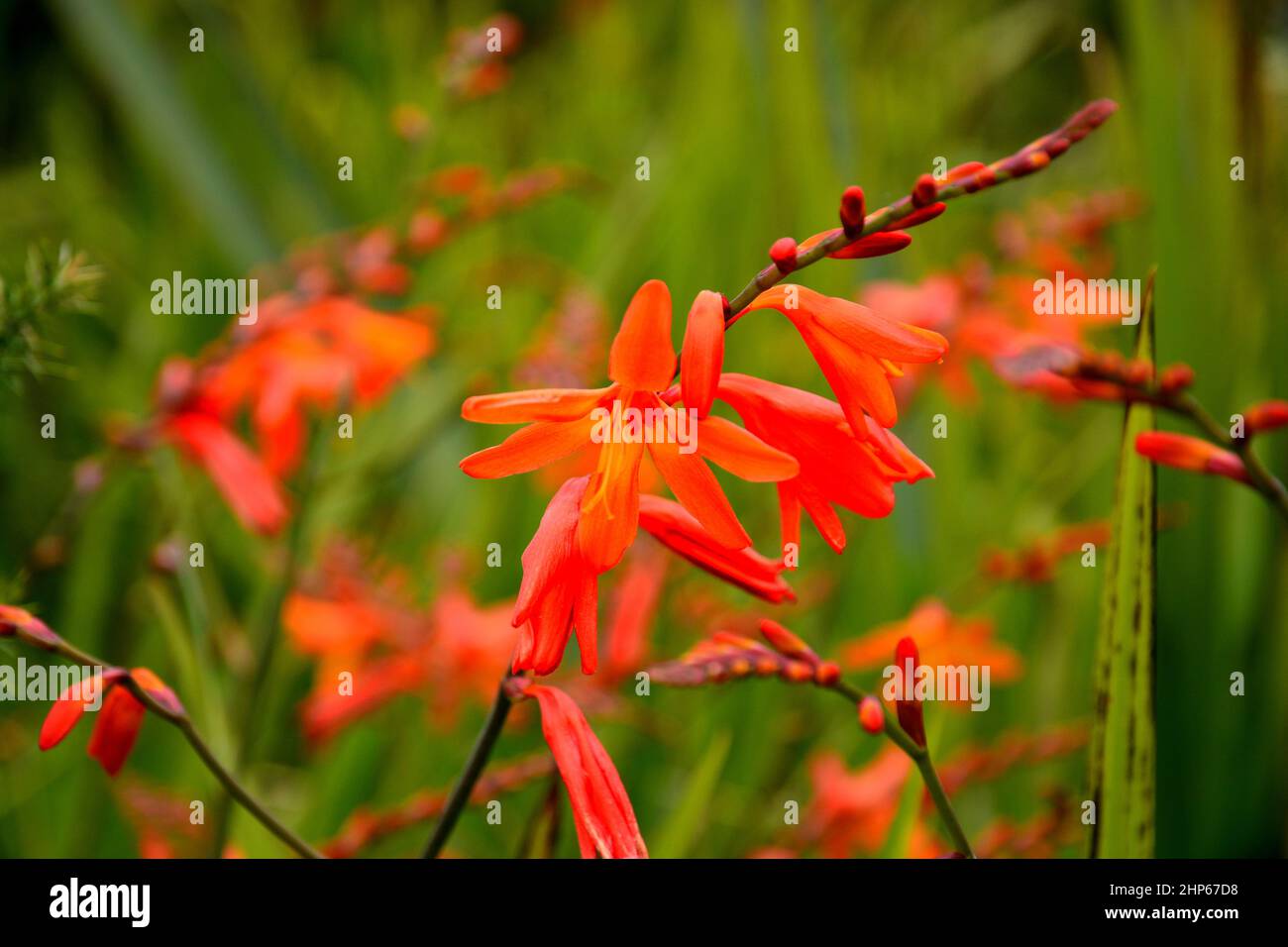 Montbretia grasblühend, Westküste NZ Stockfoto
