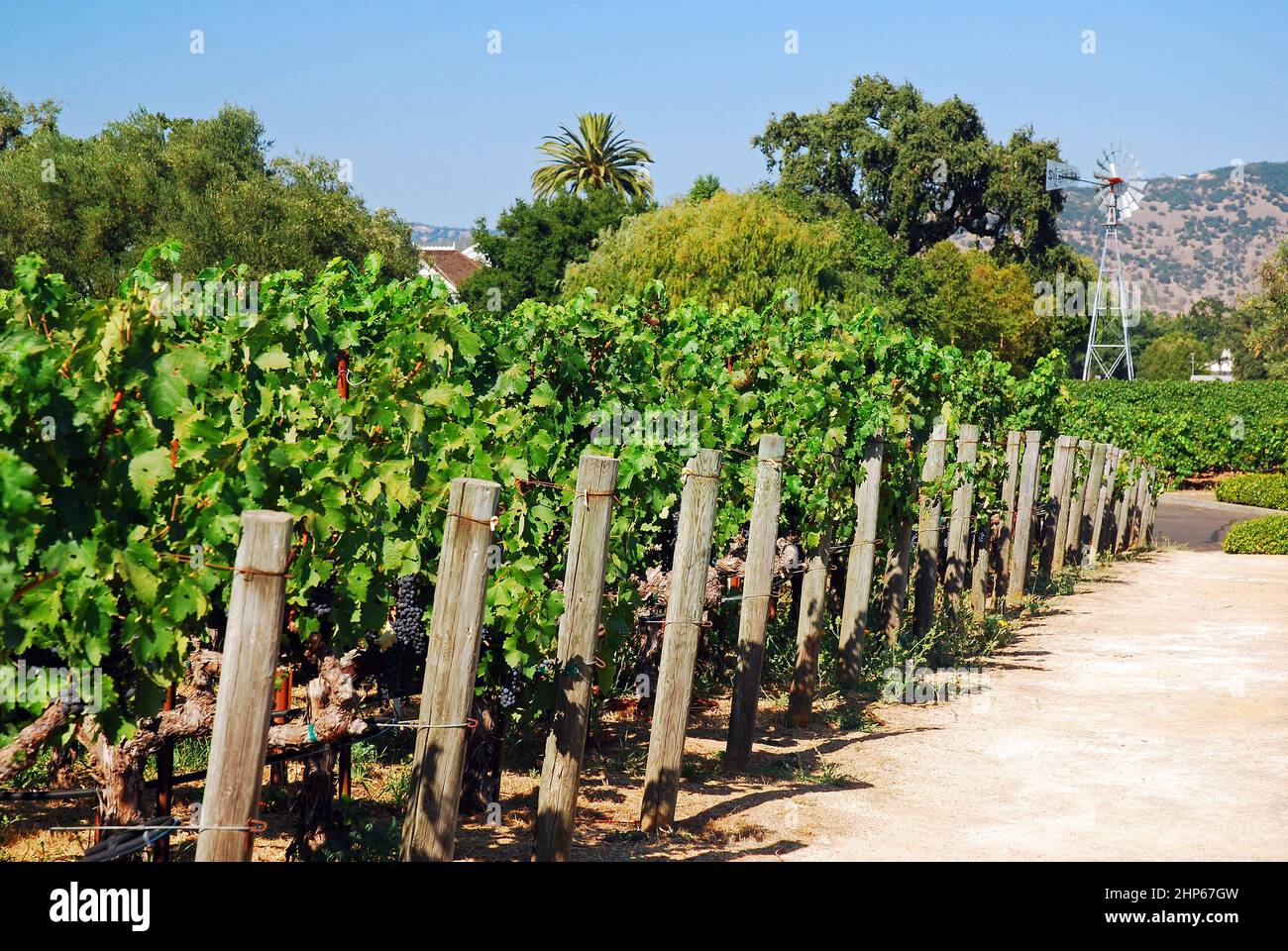 In einem Weinberg reifen die Trauben an der Rebe. Stockfoto