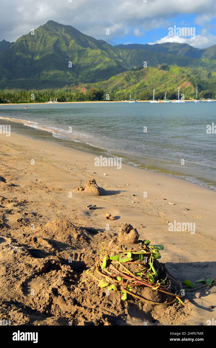 Kelp wird um einen traditionellen Sandhügel in Hanalei Bay, Kauai, Hawaii, gewickelt Stockfoto