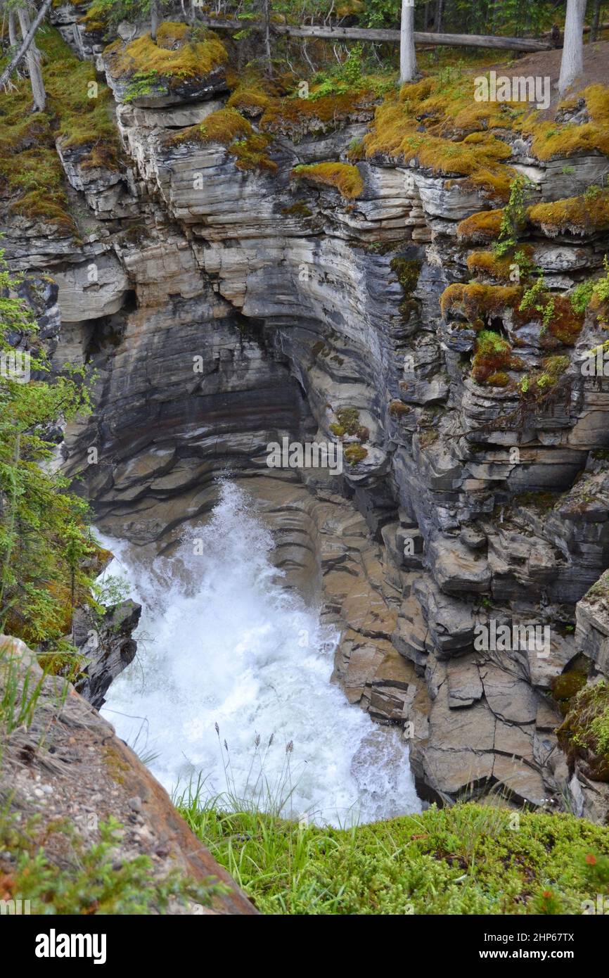 Im Sommer plätschert das Wasser an den Athabasca Falls im Jasper National Park gegen hohe Canyon-Wände Stockfoto