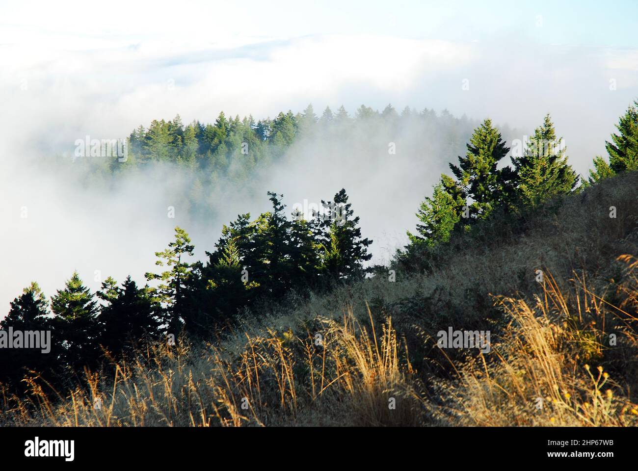 Nebel verweilt im Tal am Mt Tamalpais in der Nähe von San Francisco Stockfoto