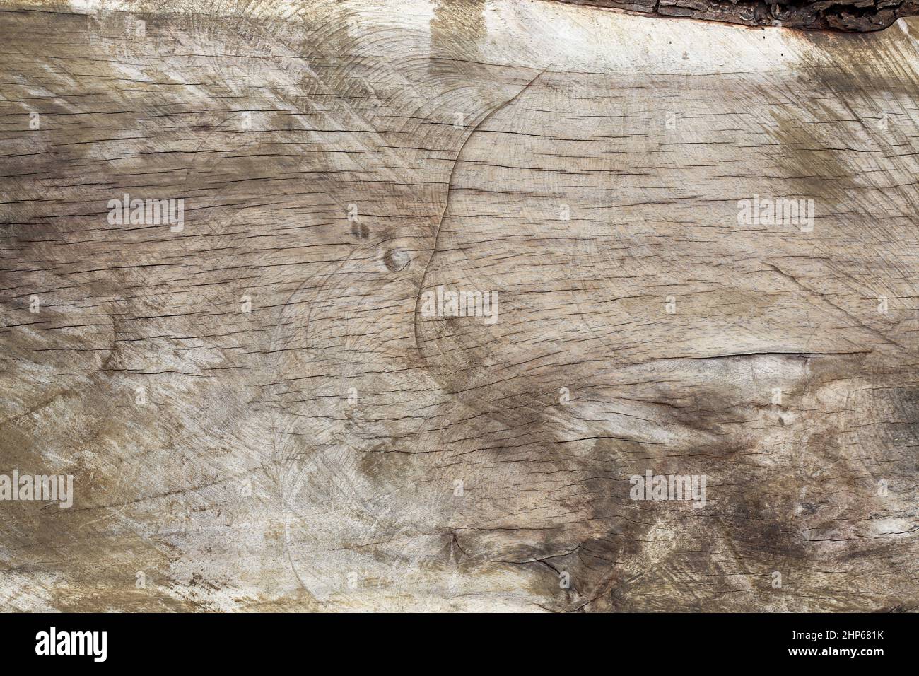 Holzstruktur von Samanea Saman Baum Stockfoto