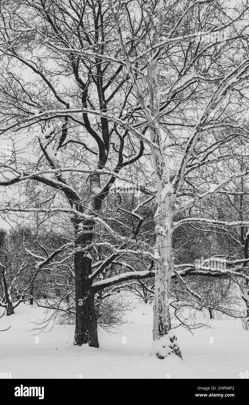 Kontrastreiche Bäume im Winter: Sorte von London Planetree (Platanus x acerifolia 'Suttneri') und Sorte von Schwarznuss (Juglans nigra 'Laciniata'). Stockfoto