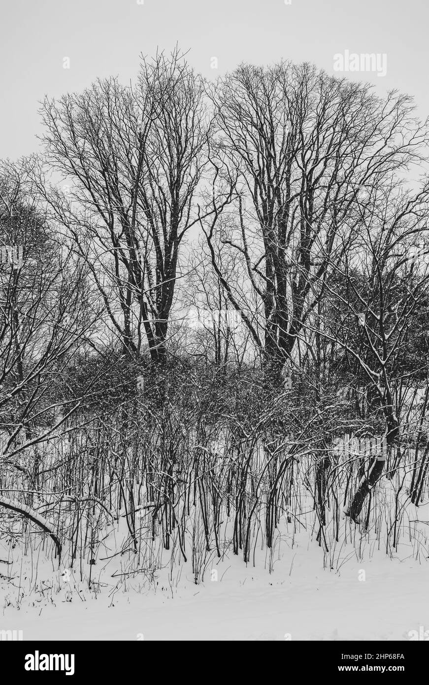 Eine winterliche Landschaft mit zwei majestätischen Bergkastanieneichen (Quercus montana) auf einer Bergkuppe, hinter einem Blattdickicht. Arnold Arboretum, Boston, MA Stockfoto