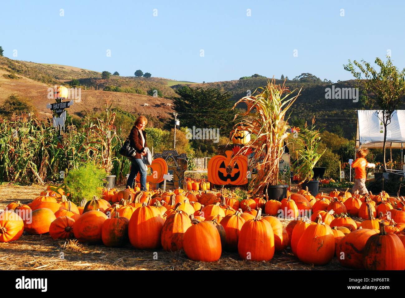 Eine Erwachsene Frau sucht in Half Moon Bay, Kalifornien, nach dem perfekten Halloween-Kürbis Stockfoto