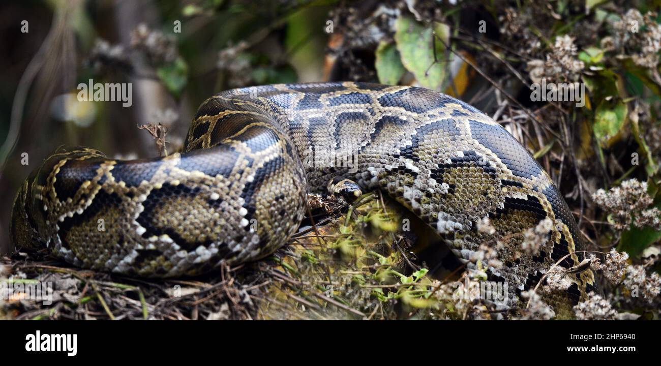 Eine reife birmanische Python in der Nähe von Yung Shue Wan auf der Lamma-Insel in Hongkong. Stockfoto