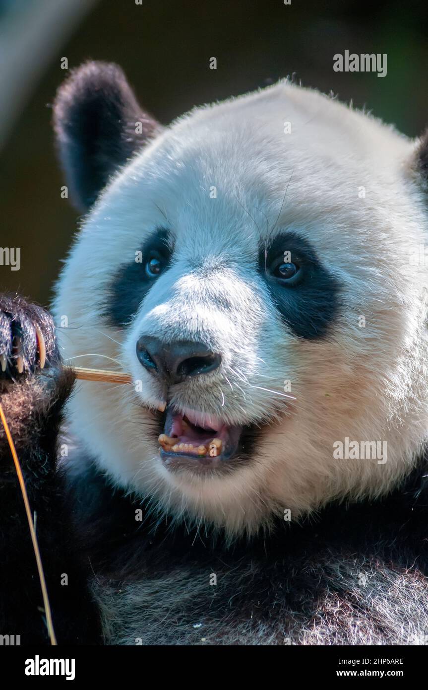 Der riesige Panda (Ailuropoda melanoleuca), China. Stockfoto