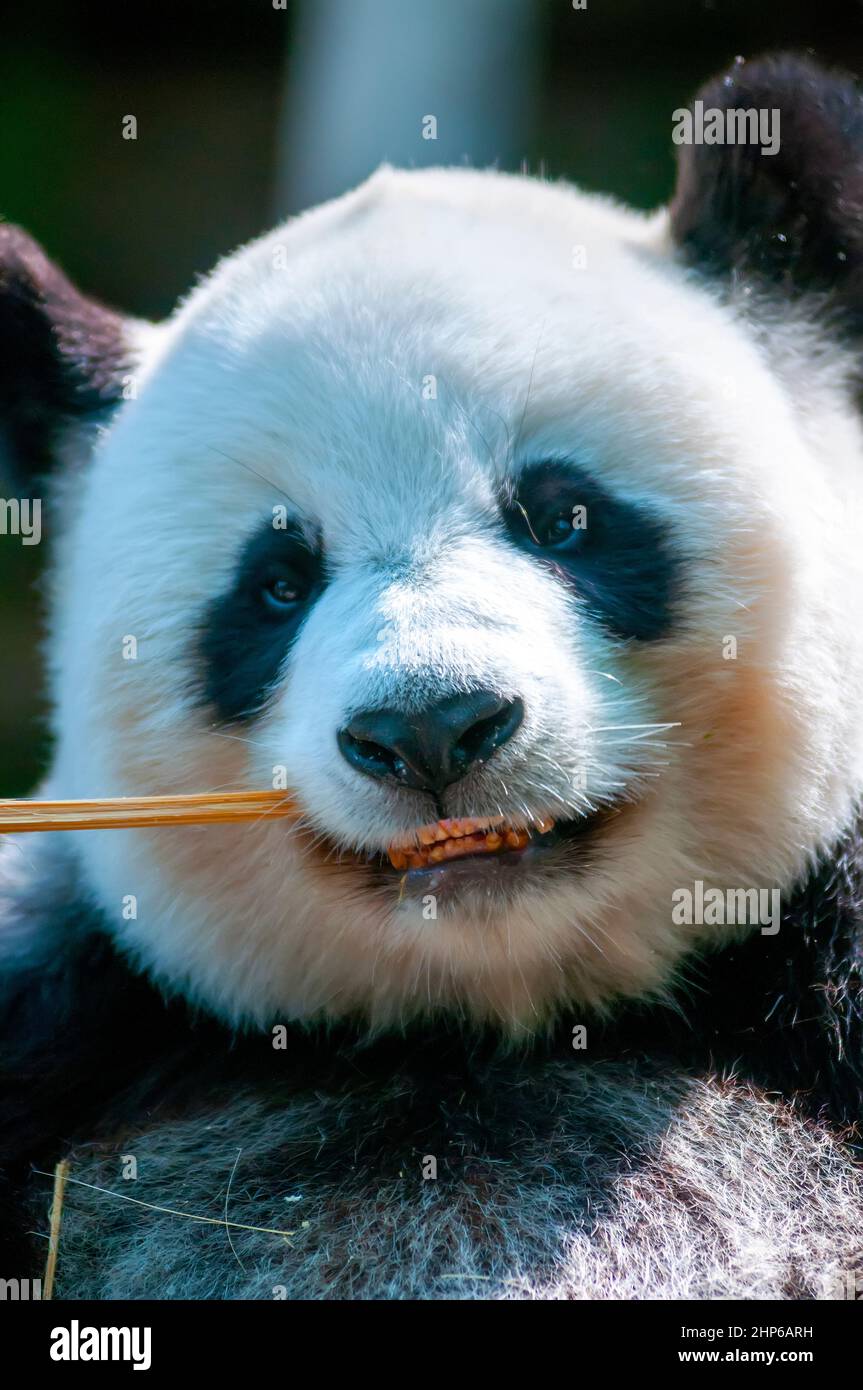 Der riesige Panda (Ailuropoda melanoleuca), China. Stockfoto