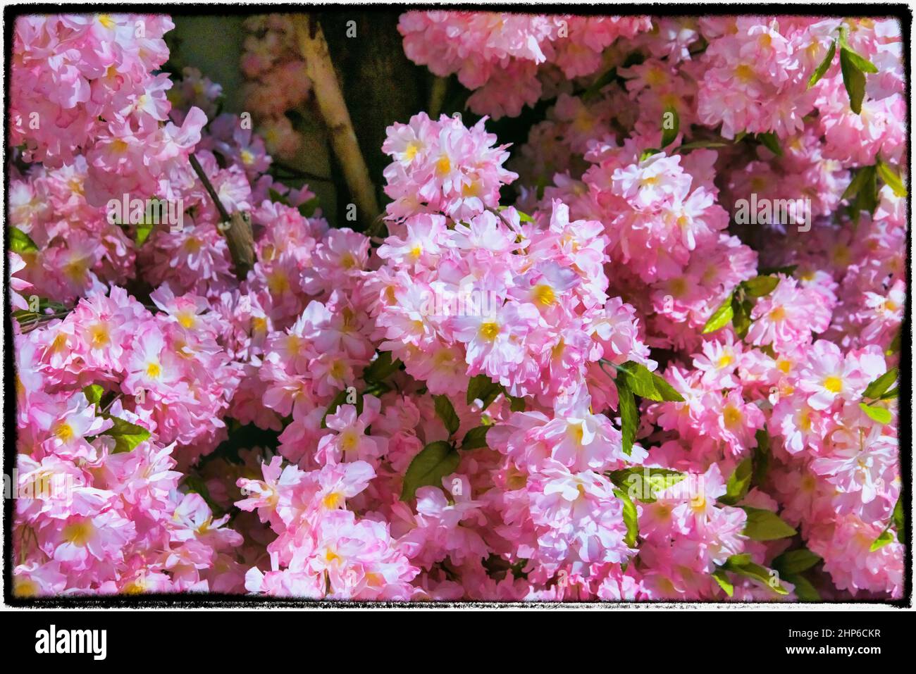 Rosa Blumen Stockfoto